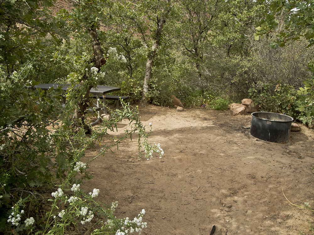 A campsite tucked in the trees and bushes, with white flowers framing the shot in Drinks Canyon Campground