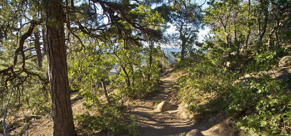 Trees lining the Mount Elden Lookout Trail