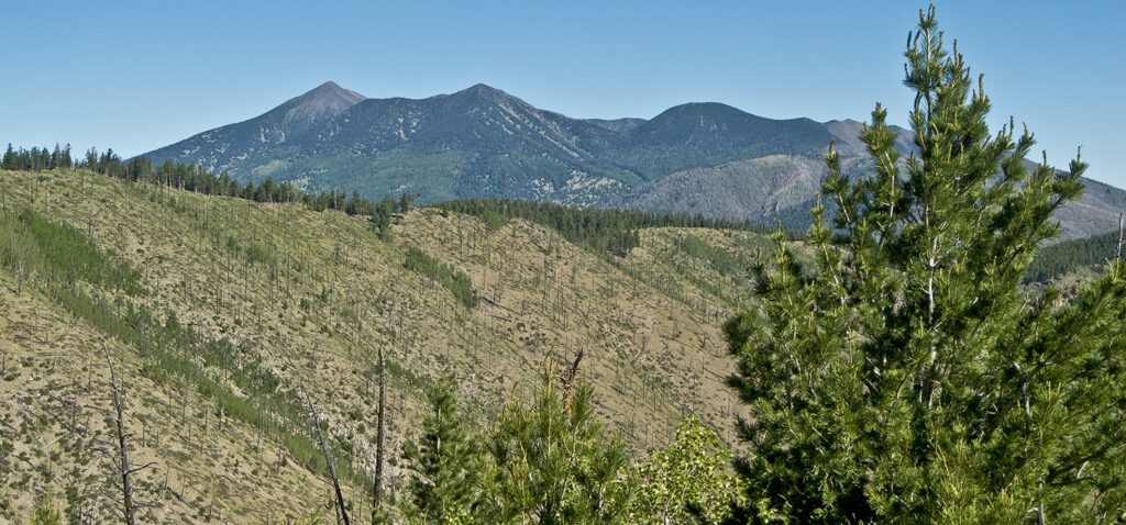 A view of the slopes of Mount Elden, with Humphrey's peak in the background