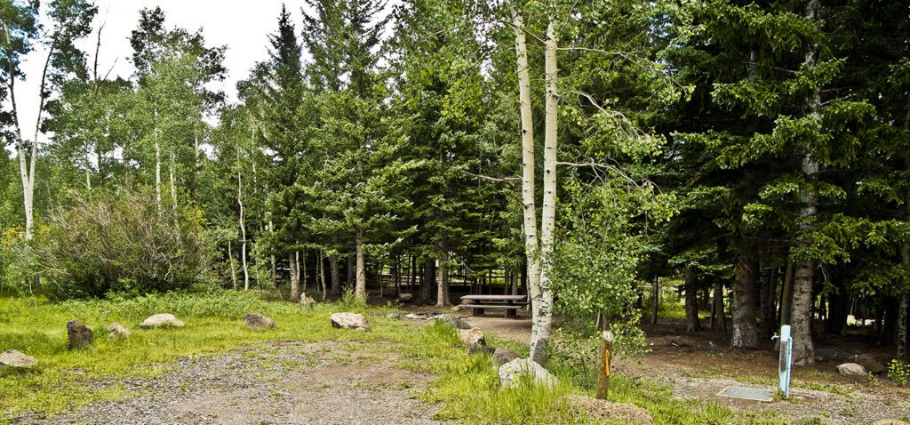 An empty campsite in the aspen and pine trees