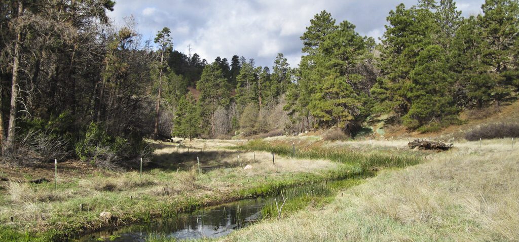 A small creek through a pine forest