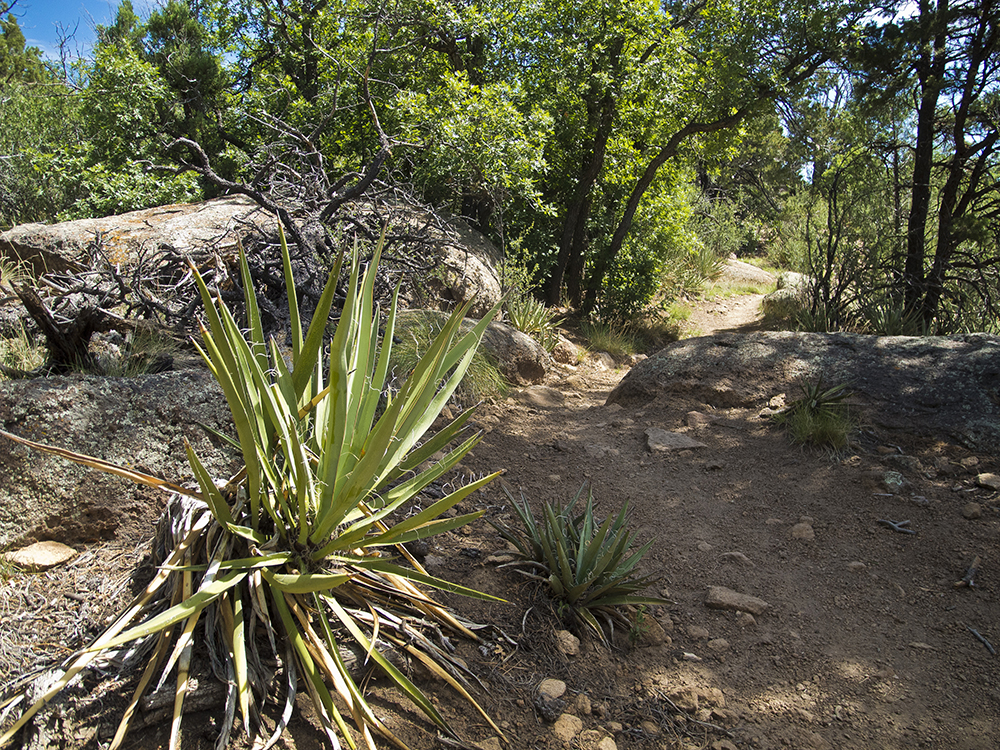 An agave on the side of the Flagstaff Loop trail