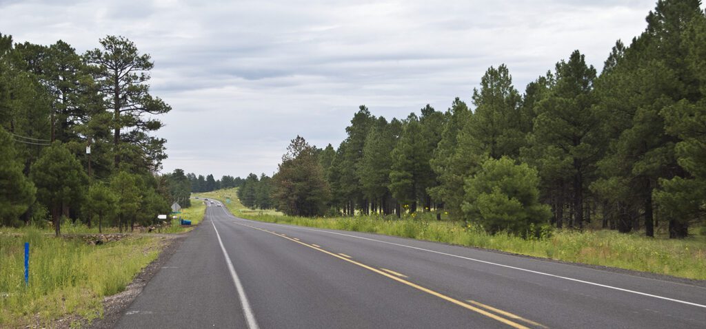 Paved blacktop road with pine trees on the sides