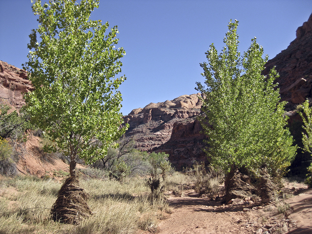 Debris wrapped around cottonwood trunks, leftover from flash floods