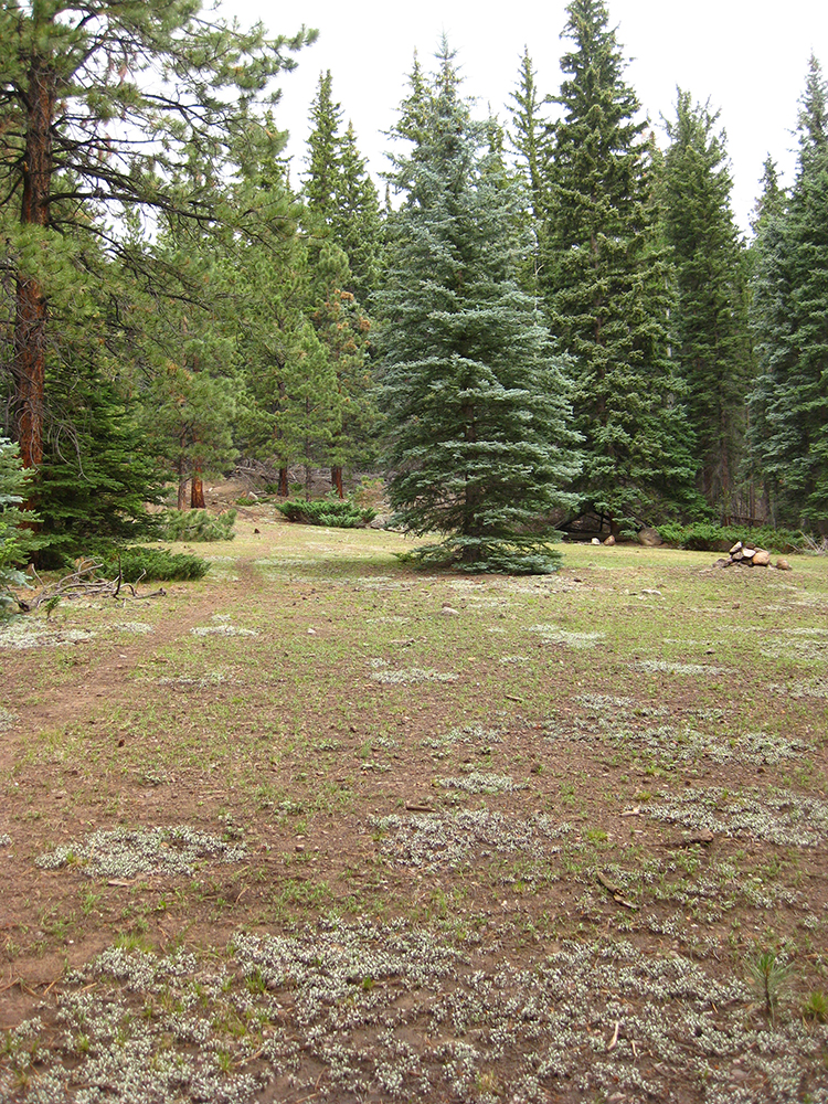 Overgrazed grass and pine trees