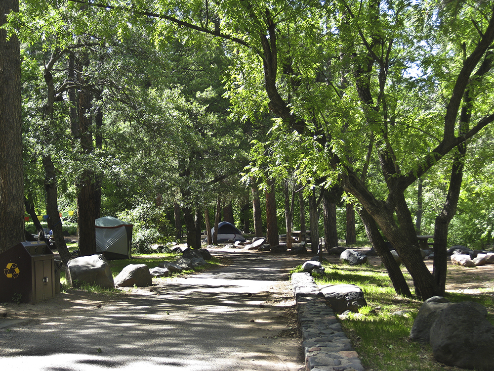 An empty site surrounded by dense trees