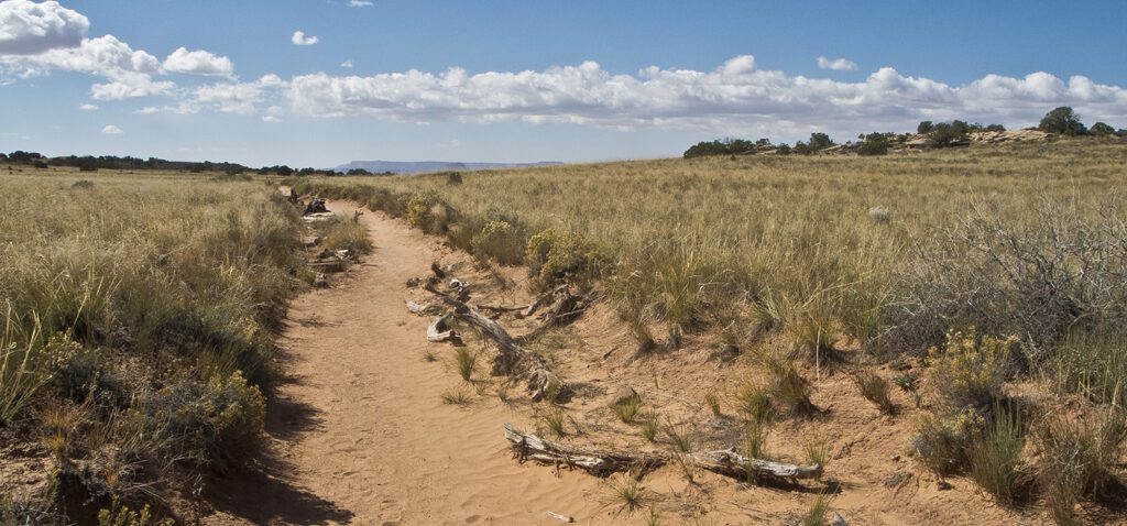 Sandy trail surrounded by grass