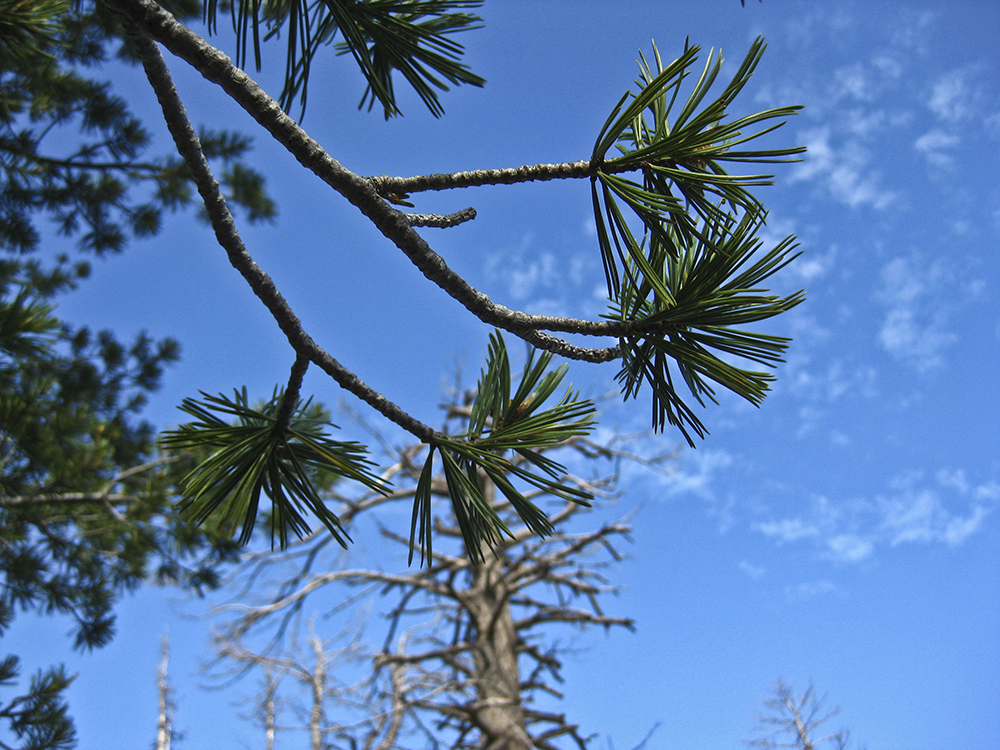 Pine tree needles