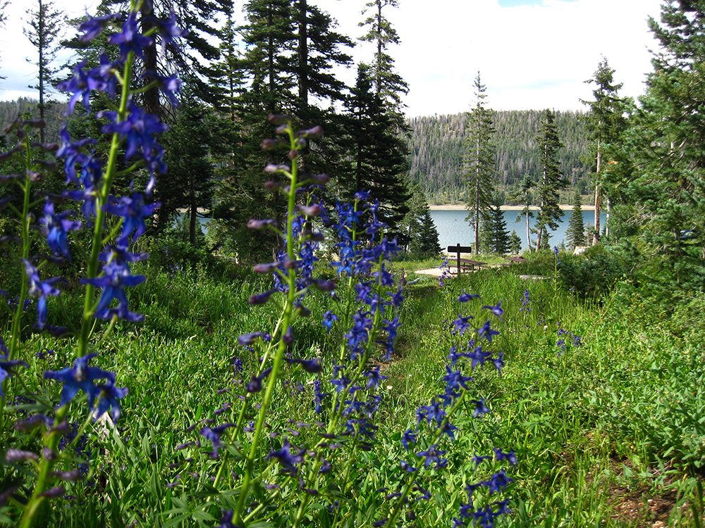 Blue flowers surrounded by greenery with Navajo Lake peeking through in the distance