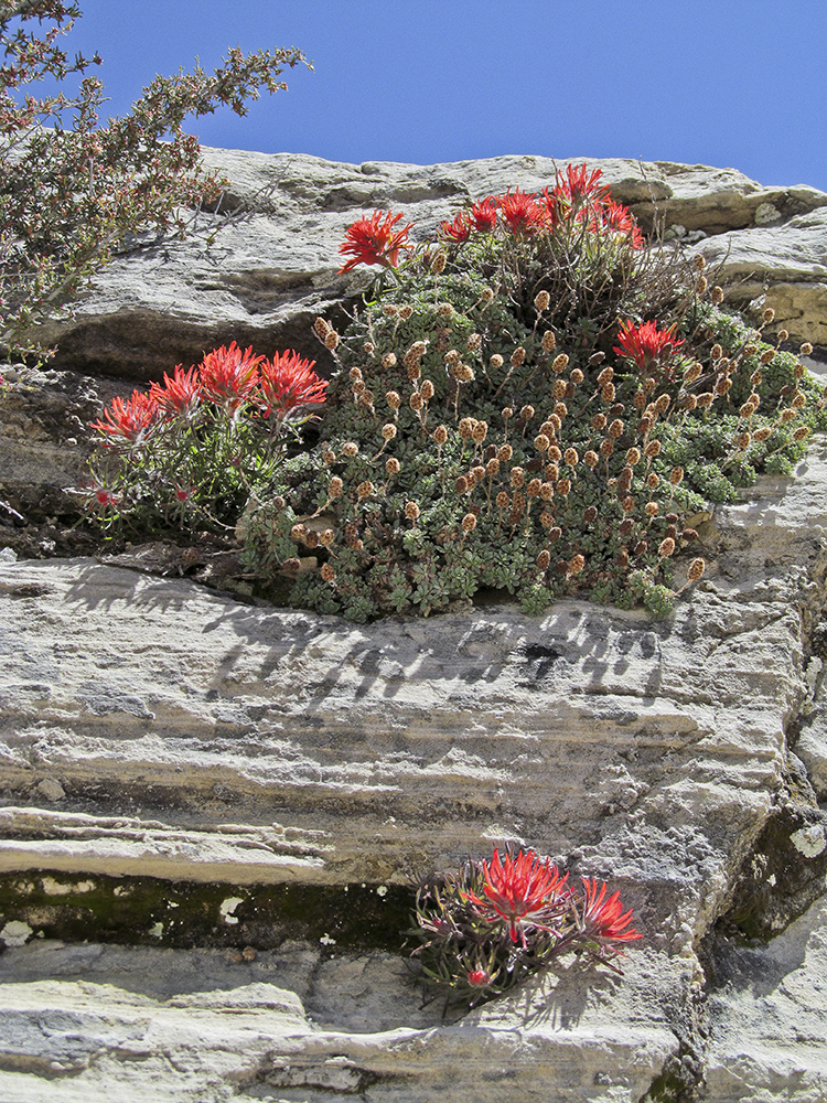 Red flowers grow out of rock