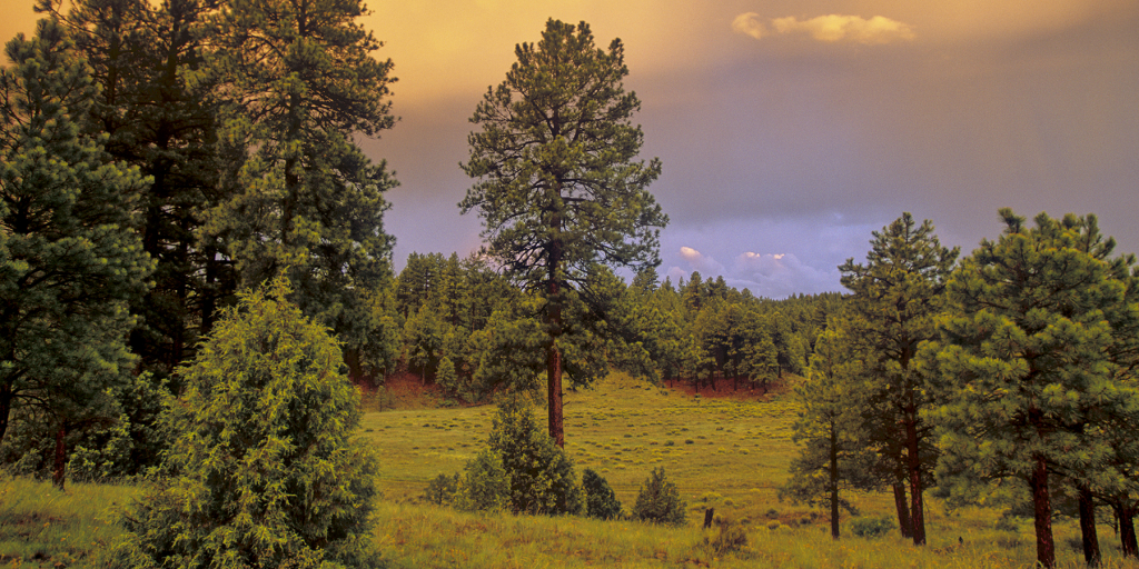 FORESTフォレスト AI generated A tranquil forest clearing stage with towering