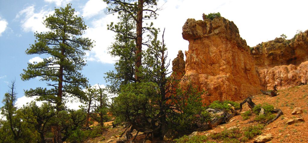 Cliffs and tall pine trees on the Cassidy and Rich trails