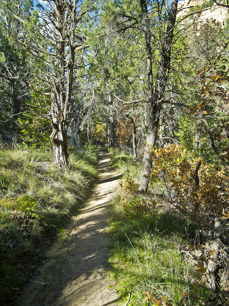 A grassy understory with oak trees, and a trail cutting through it