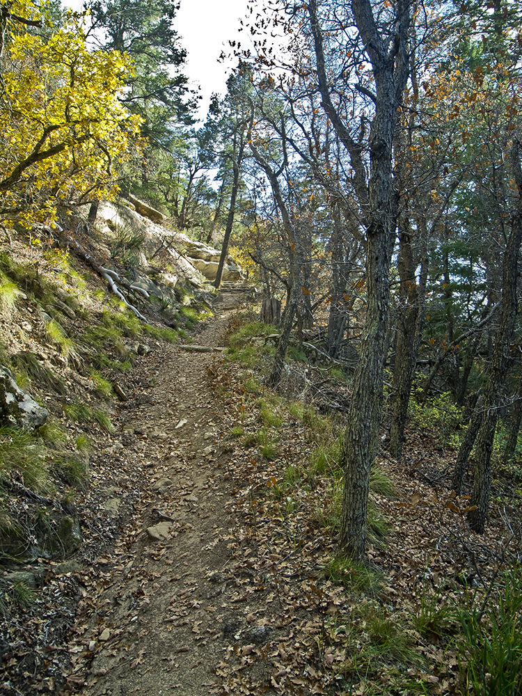 A trail climbs a slope, with colorful trees on the sides