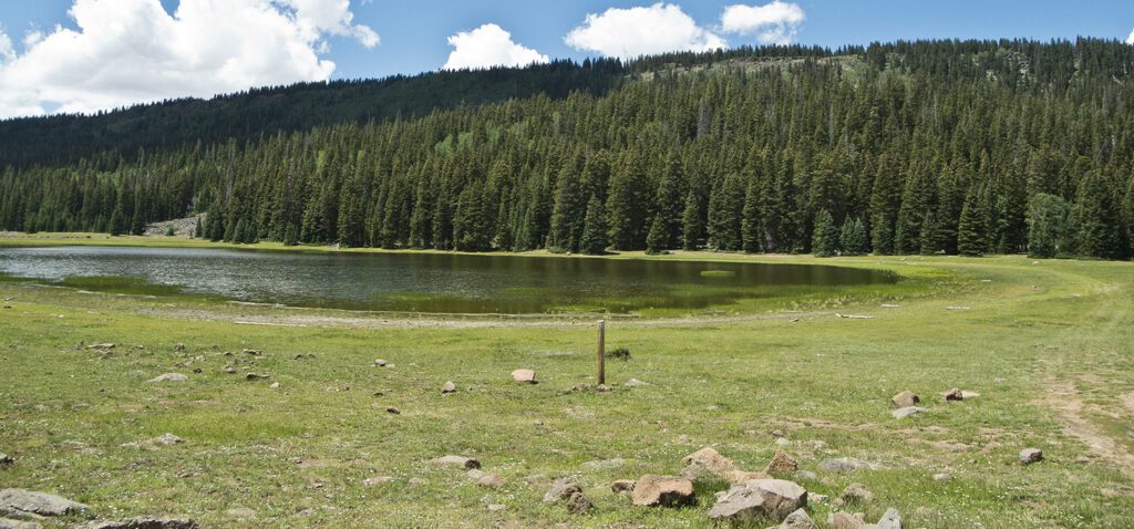 A small wetland surrounded by green grass and pine trees
