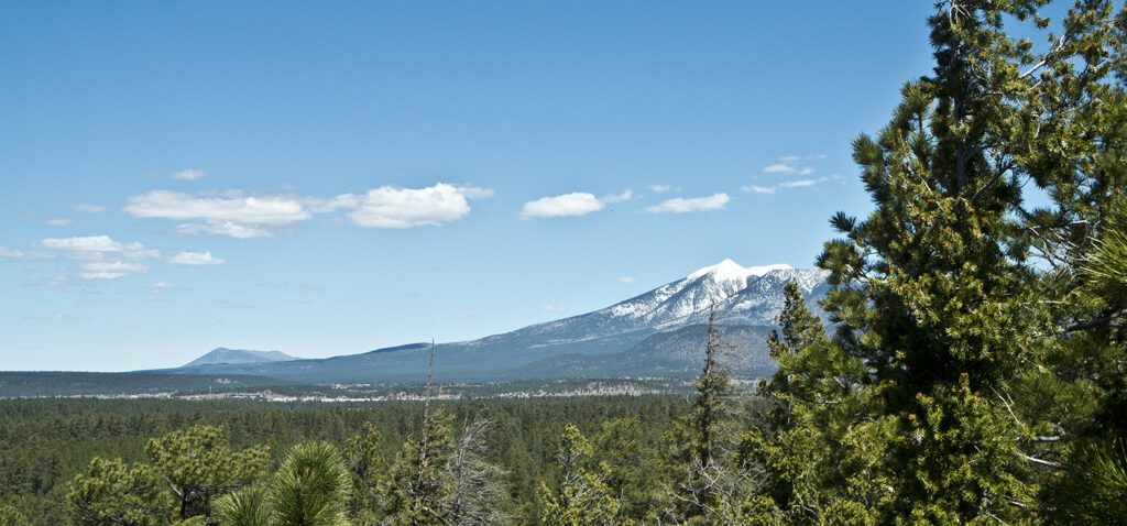 A pine forest with the snowcapped San Francisco Peaks in the far distance