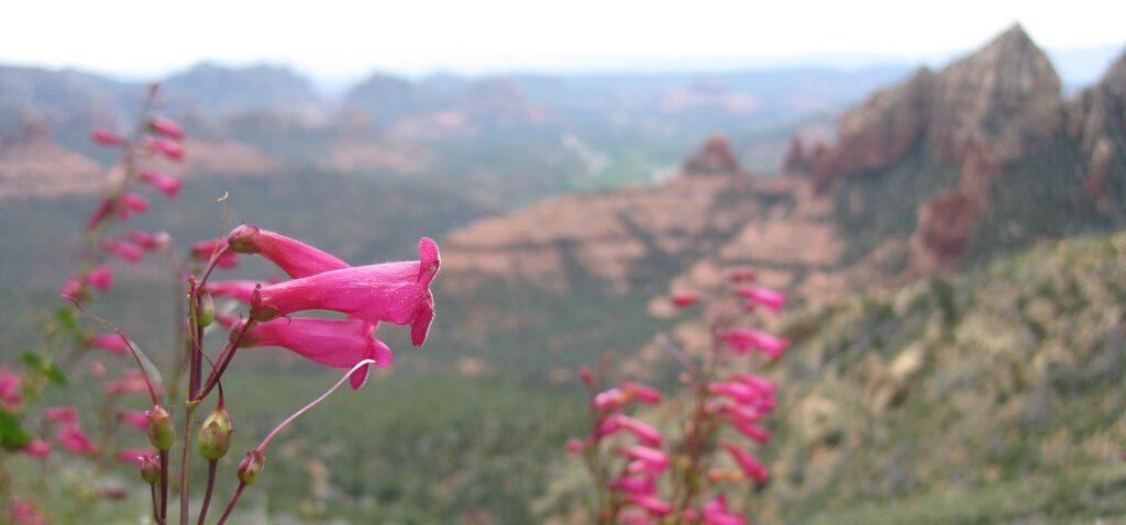 Pink flowers with Sedona red rocks in the background
