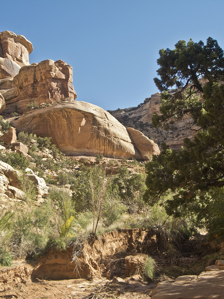 The canyon floor of Bullet Canyon filled with vegetation