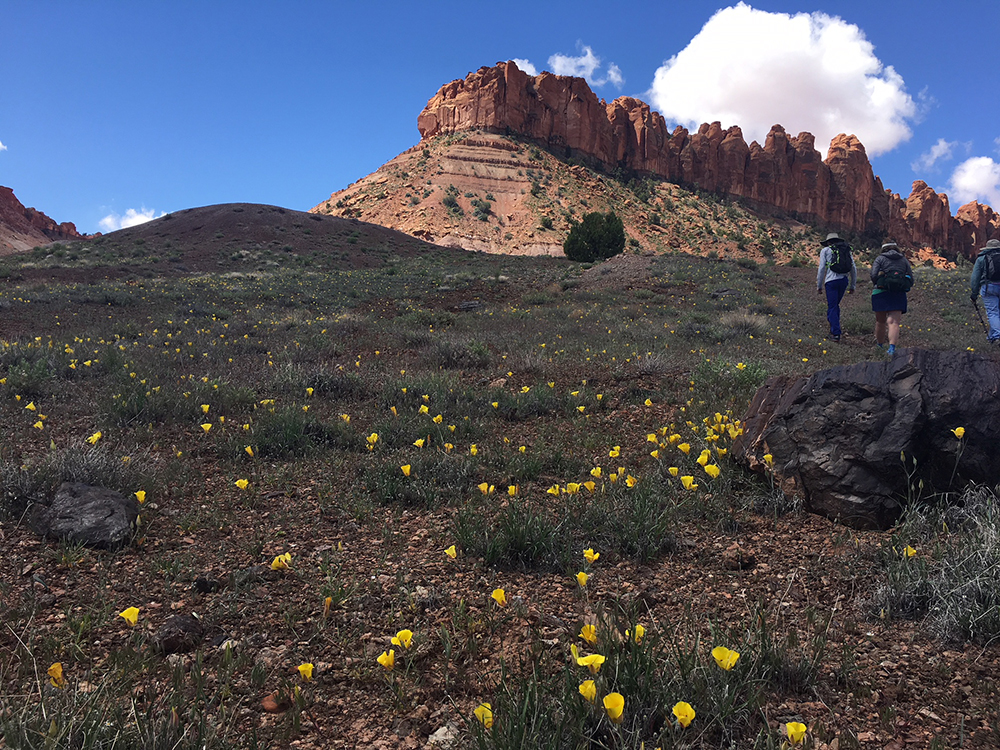 Trust donors hike in a flower-studded field in southern Utah, with red rocks in the distance.