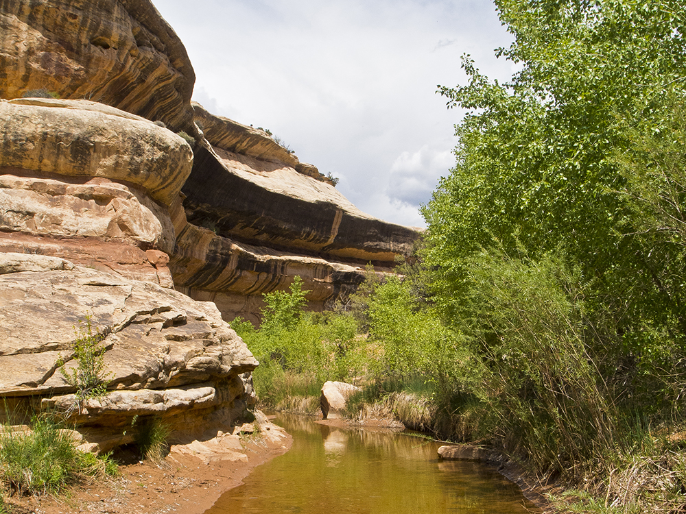 water in the bed of a sandstone canyon, with green cottonwood trees on the bank