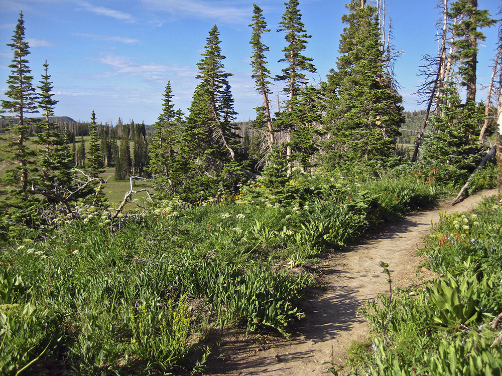 lush green meadow on the Spectra and Ramparts trail
