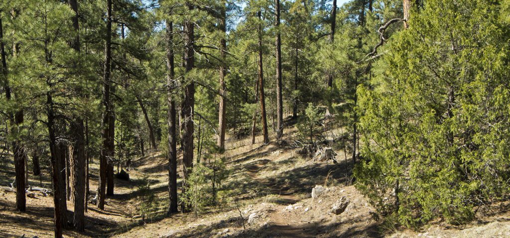 A rocky trail cuts through a pine forest