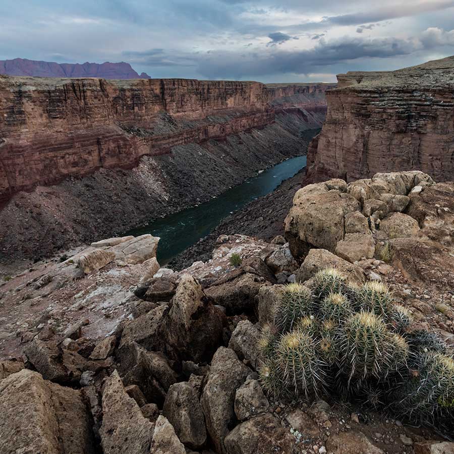 A cactus on a stone outcropping overlooking the Colorado River in Marble Canyon