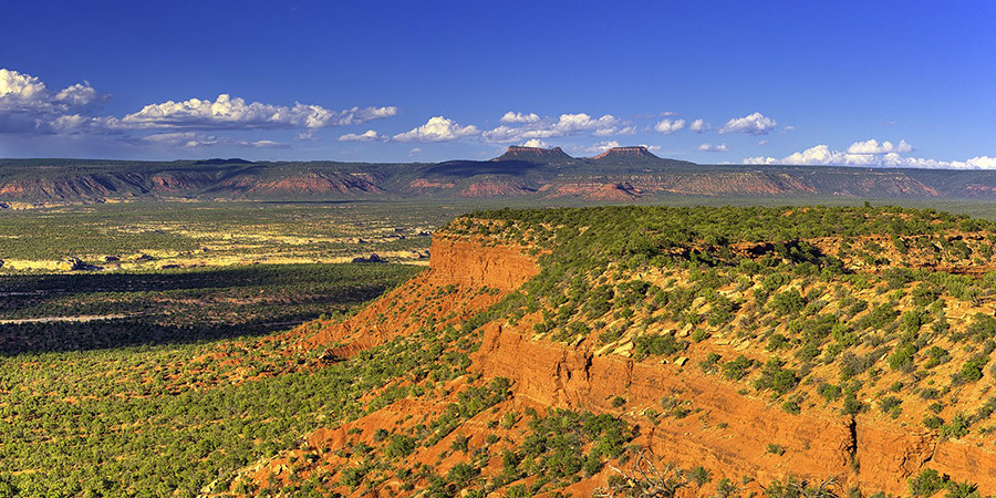 Two buttes like the ears of a bear in the distance with a forested red mesa in the foreground, Bears Ears National Monument