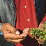 A Native man's hands, holding juniper greenery.