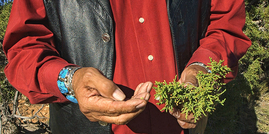 A Native man's hands, holding juniper greenery.