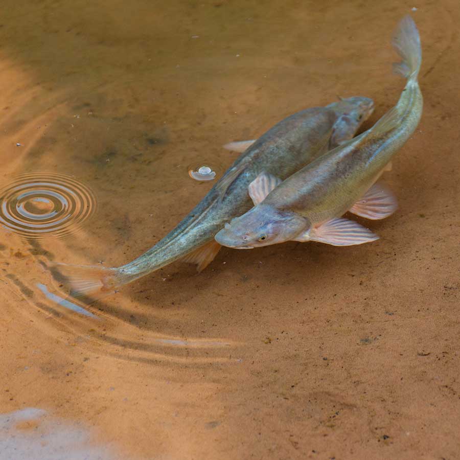 Two silvery humpback chub fish nose to tail in clear water