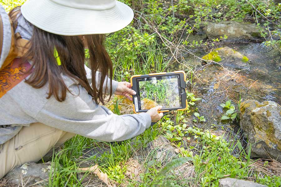 A volunteer takes a photo of a spring and green plants with an ipad.