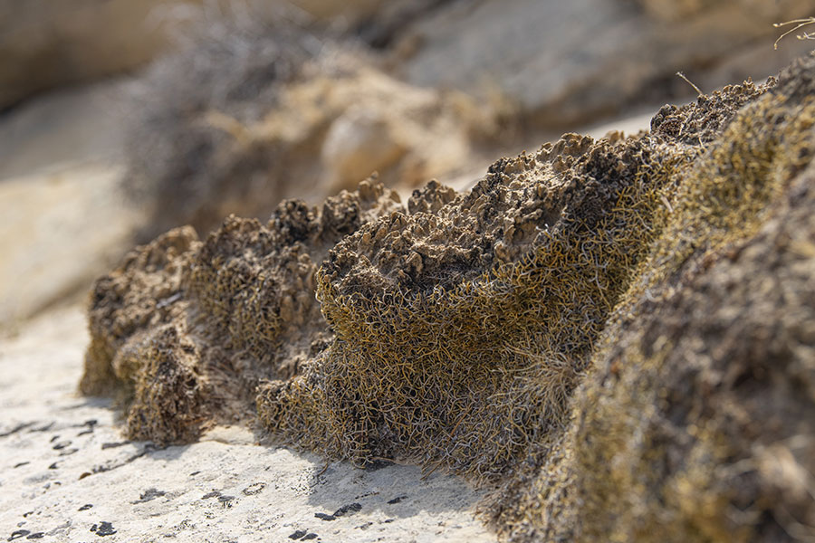 A black-crusted ridge of soil covered in biological soil crust