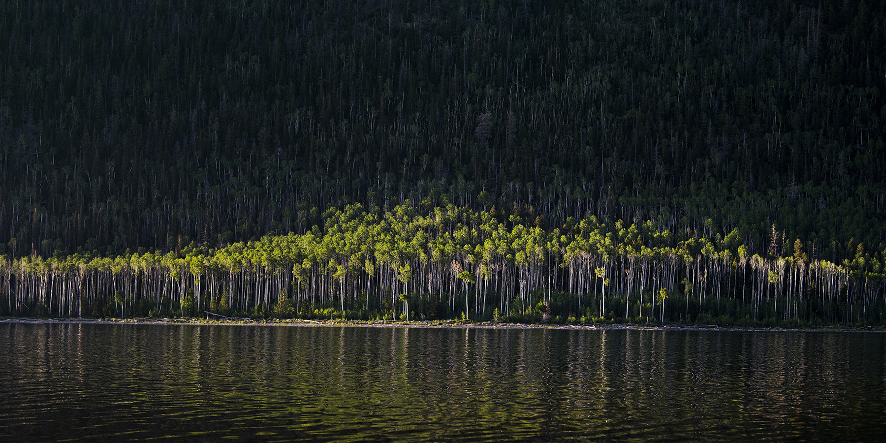 Green aspen trees on the banks of a lake