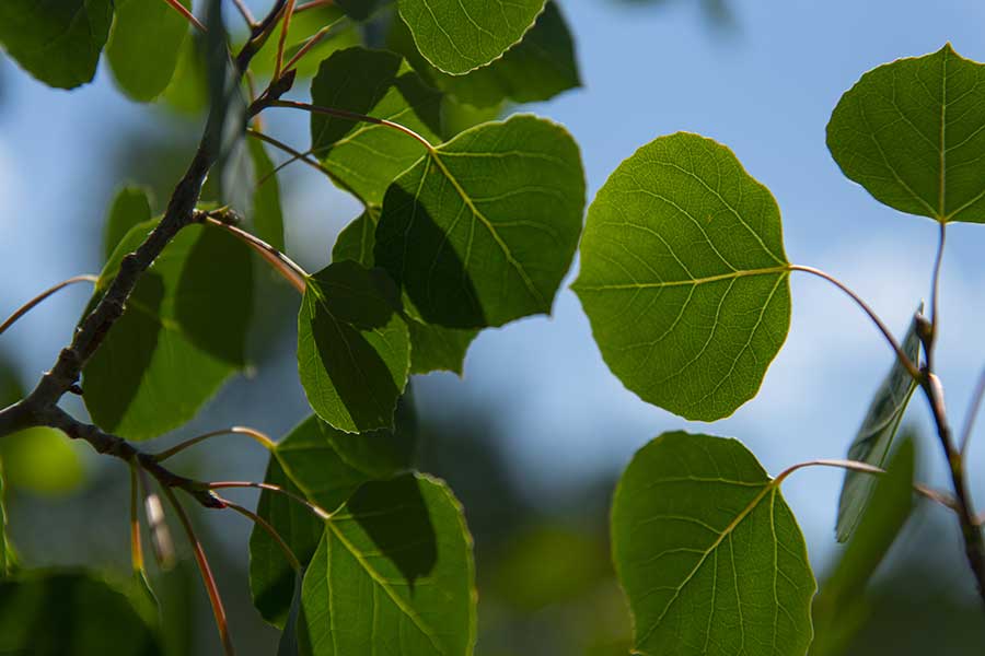 Close-up of aspen leaves with blue sky in the background