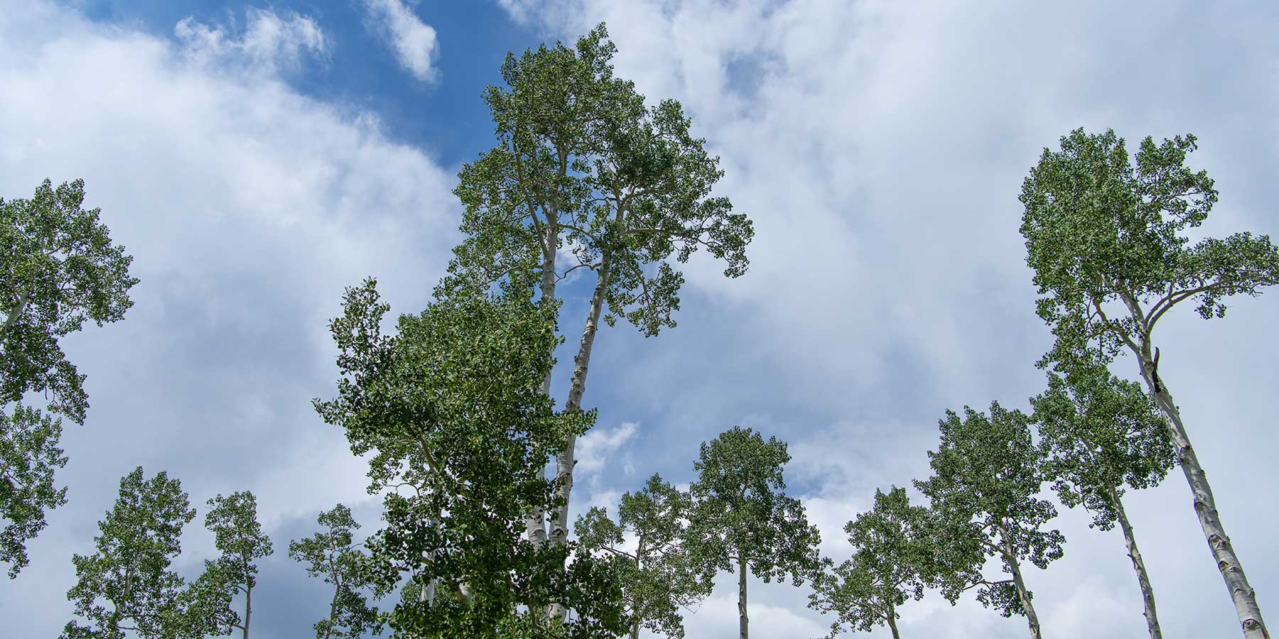 Aspen tree tops stretch into the blue sky
