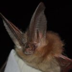 Townsend's big-eared bat (Corynorhinus townsendii) with very large ears and brown fur.
