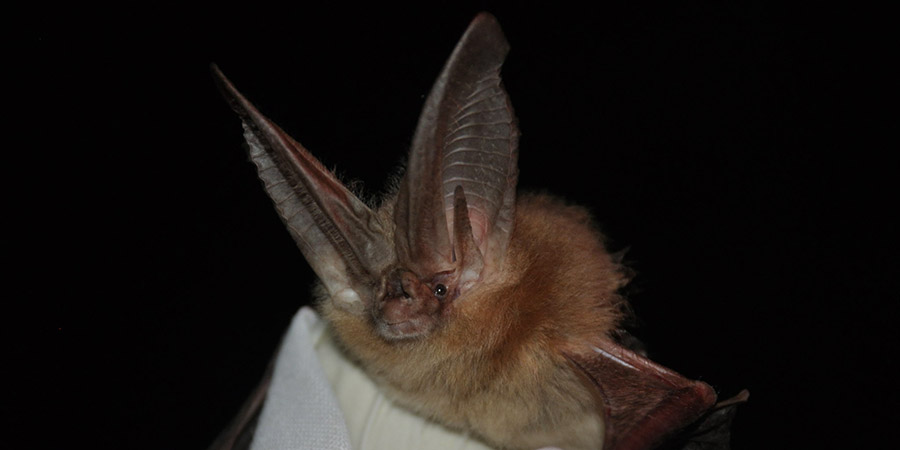 Townsend's big-eared bat (Corynorhinus townsendii) with very large ears and brown fur.