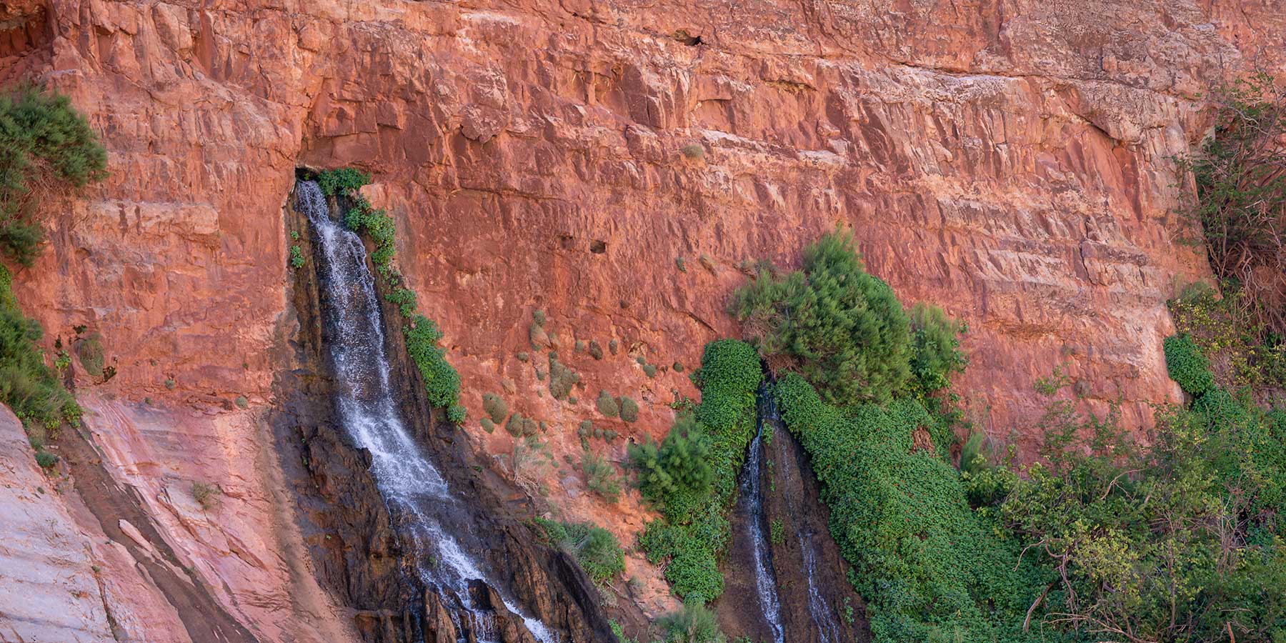 Vaseys Paradise, a spring, flows out the red rock wall of the Grand Canyon with greenery growing around