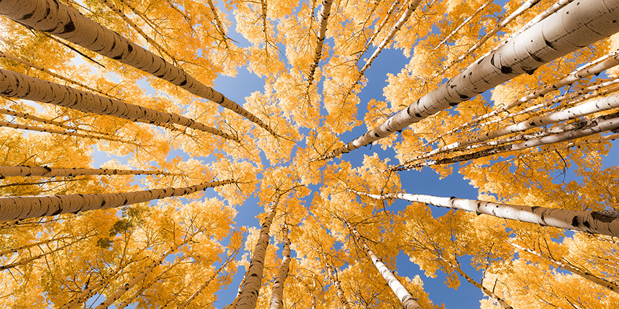 Looking up at white trunks of aspens and a canopy of golden leaves against a blue sky.