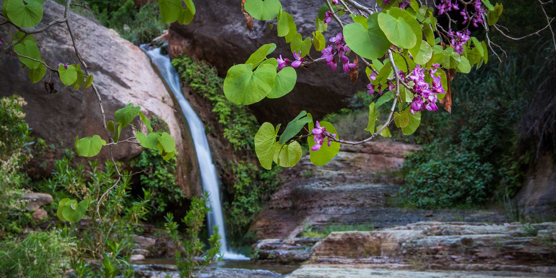 A waterfall cascades over rocks, surrounded by lush green foliage and blooming purple flowers.