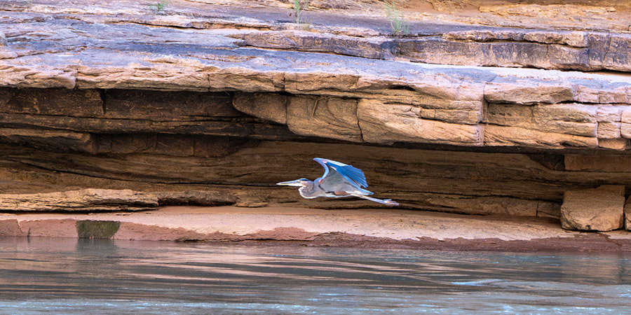A heron flies close to the surface of the Colorado River in the Grand Canyon, with rocky cliffs in the background.