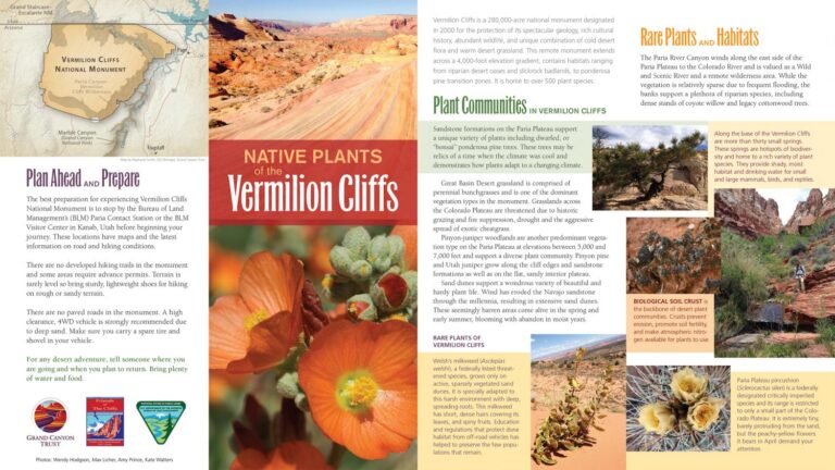 Brochure for Vermilion Cliffs National Monument highlighting plant communities, rare habitats, and travel preparation tips. Includes images of desert landscapes and native plants.