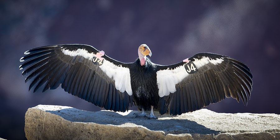 A California condor with tags labeled "J4" on its wings stands on a rock with its wings fully spread against a blurred background near the Grand Canyon.