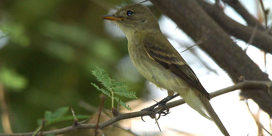 A small, olive-brown bird with a pale belly perched on a thin branch amidst green foliage.