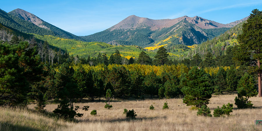 Mountain landscape featuring grassy meadow, dense green pine trees, and distant tree-covered hills with patches of yellow foliage under a clear blue sky.