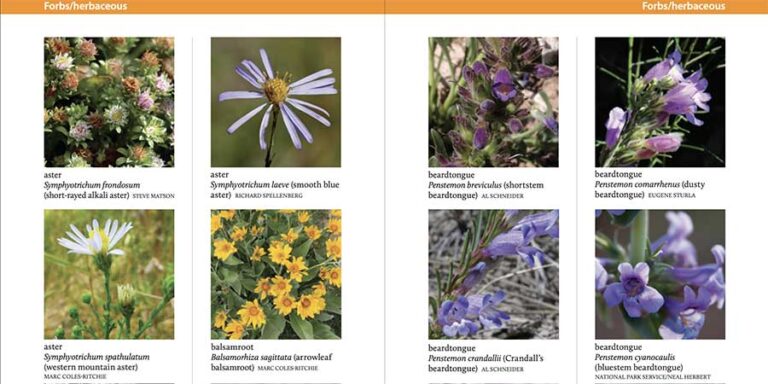 A guide displays photos and names of various herbaceous forbs, including asters and beardtongues, with brief descriptions beside each image.