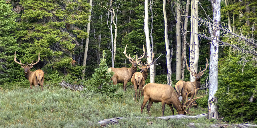 Five elk with large antlers stand and graze in a forested area with a mix of green trees and tall, pale trunks.