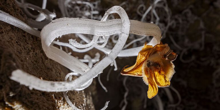 A close-up of a yellowish-orange bat mummy surrounded by white, curly, ribbon-like cave formations.