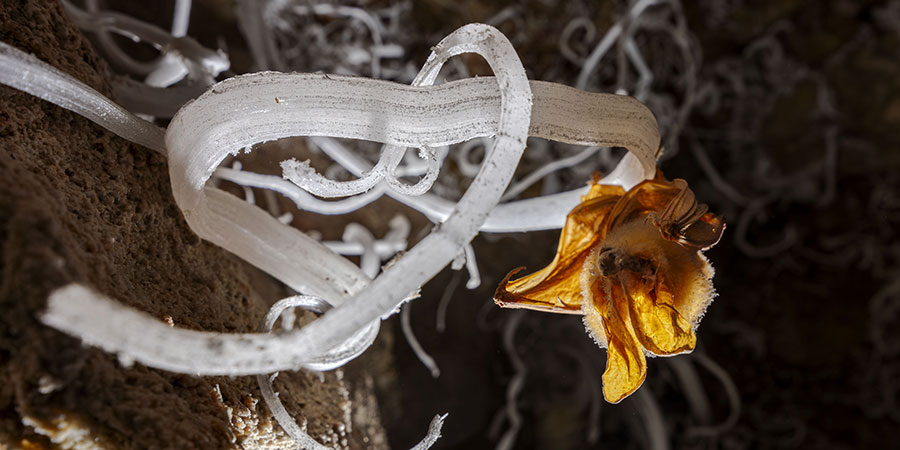 A close-up of a yellowish-orange bat mummy surrounded by white, curly, ribbon-like cave formations.